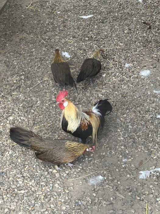 Vand familie gaini phoenix