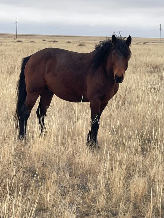 Продам жеребец 2022 года