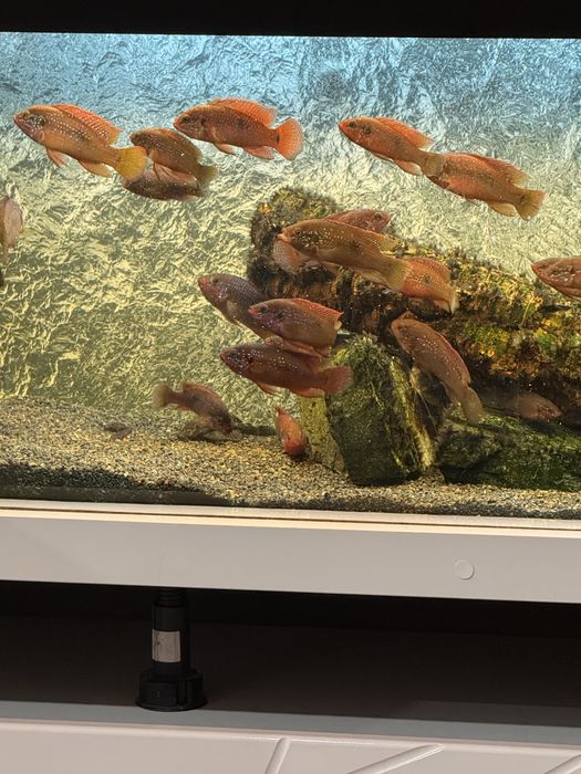 Аквариум оборудван с риби 160 литра