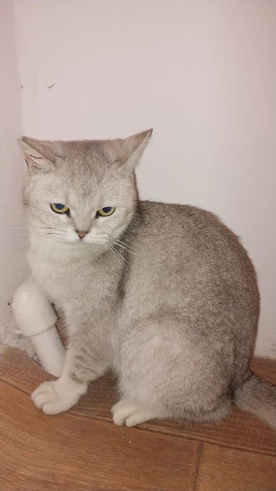 Шотландский кошка