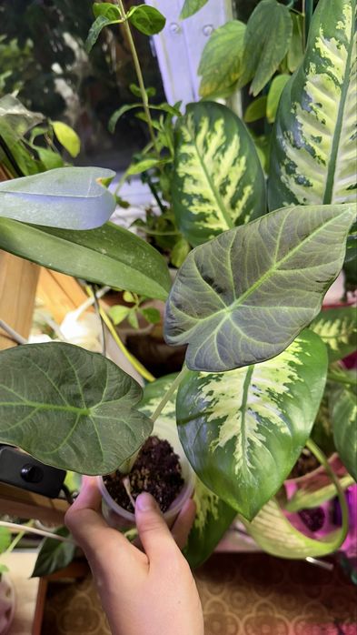 Алоказия regal shields