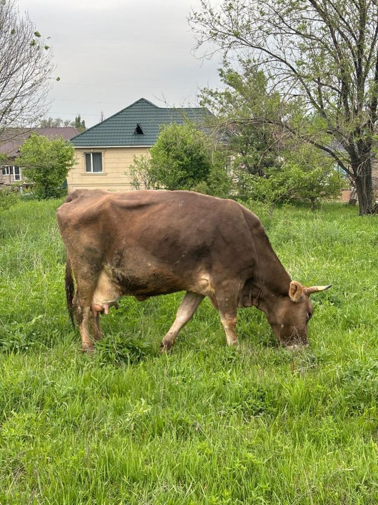 продам алатауских коров