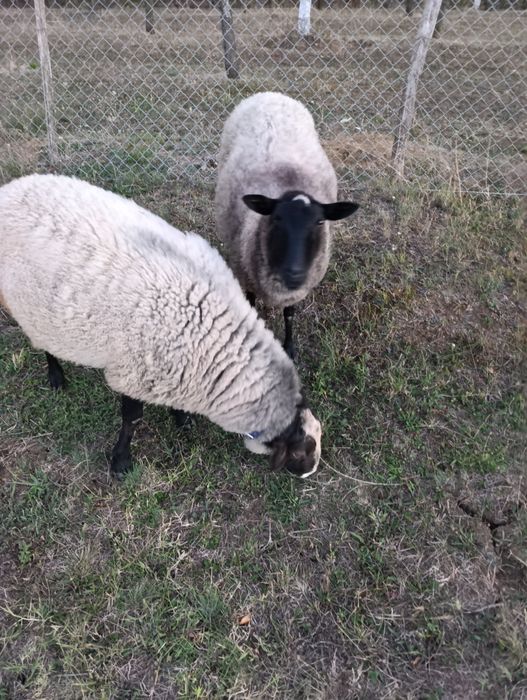 Vând oi de rasa Romanov