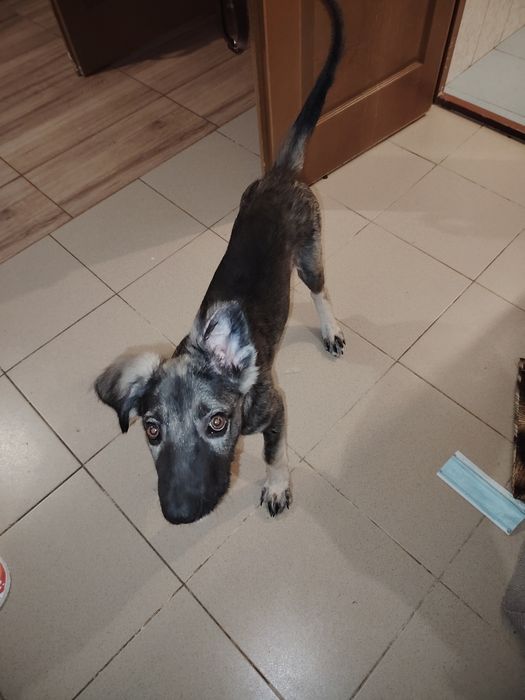 Cățel spre adopție