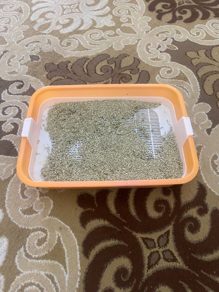 Mushukcha sotladi srochna skotish 2 oylik qiz bola