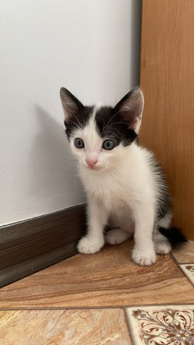 Отдам даром котят