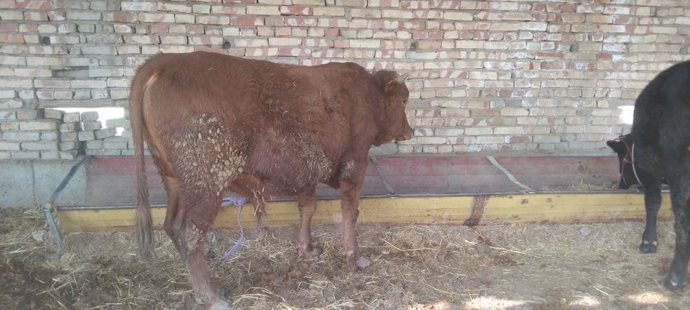 Boqiladigan Buqqala sotiladi