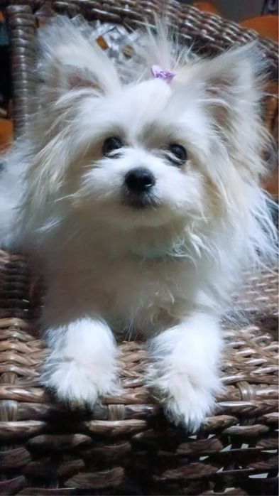 Шпиц собака продается