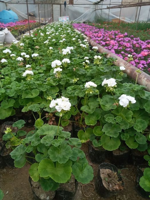 Манзарали дарахтлар, гуллар, арчалар этказиб берамиз