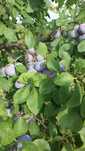 Prune de vanzare