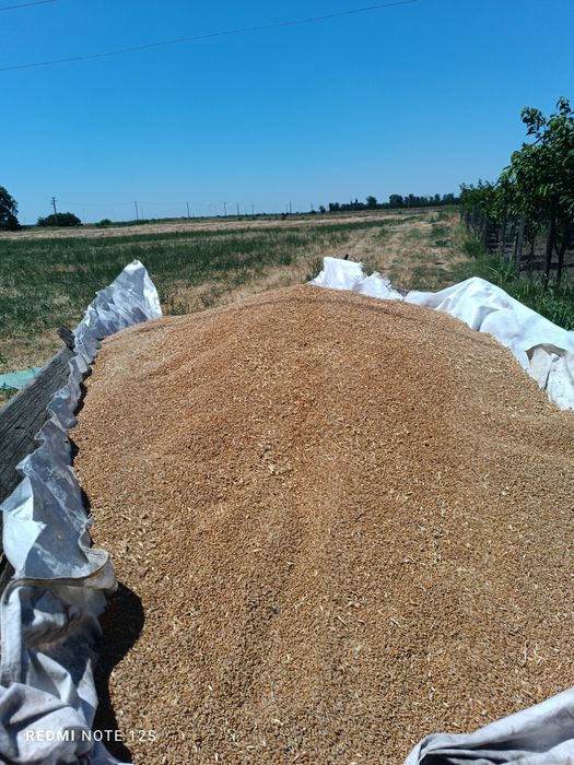 Vand schimb o tonă de grau !!!