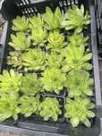 Sempervivum/suculente