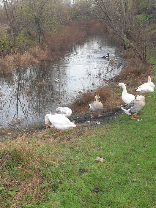 Vând gâște de baltă românești frumoase