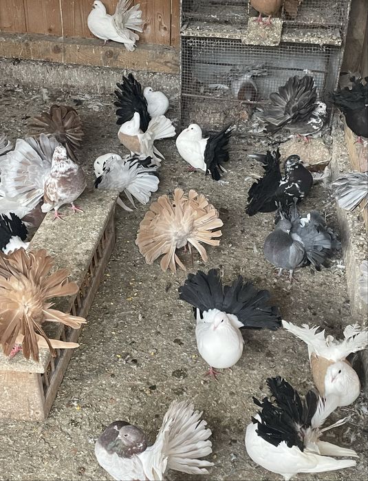 Porumbei voltați de vânzare