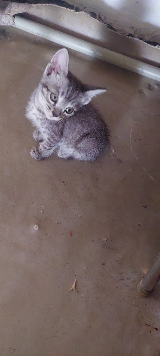 Котята.г. Шымкент.