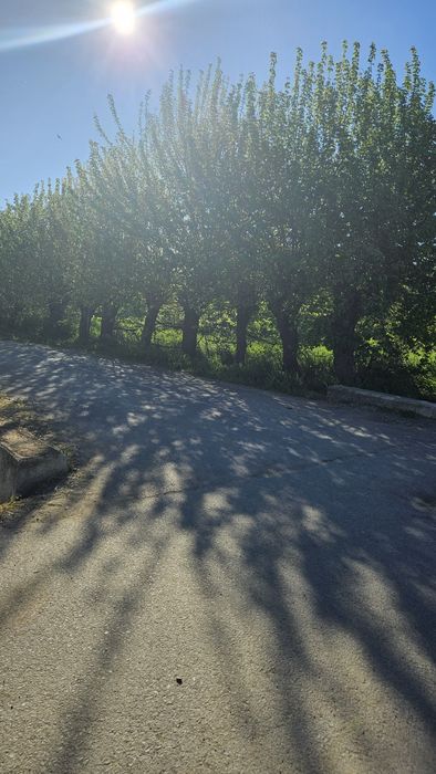 Vand teren intravilan Comuna Chirnogi