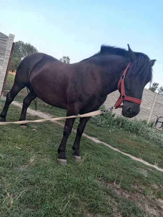 Iapă de 5 ani foarte cuminte