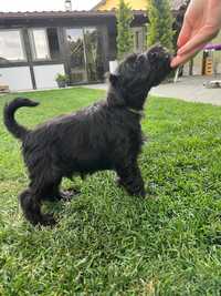 Schnauzer Pitic NEGRU