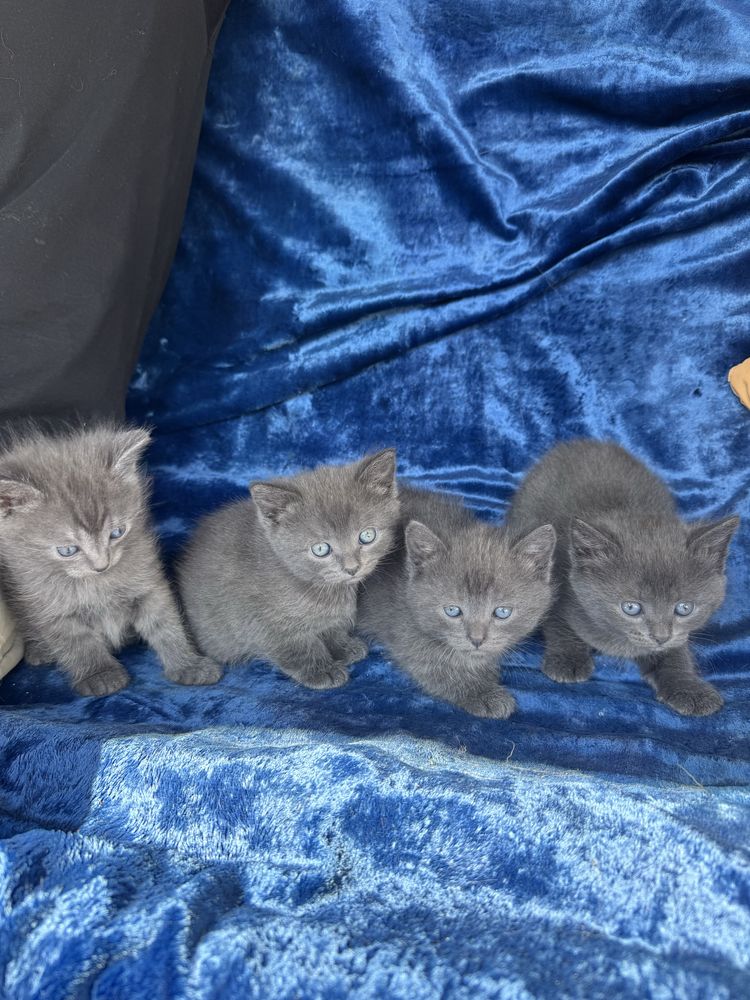 Продам британских котят!