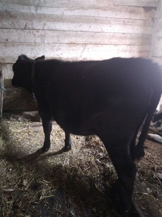Vând vițică angus!