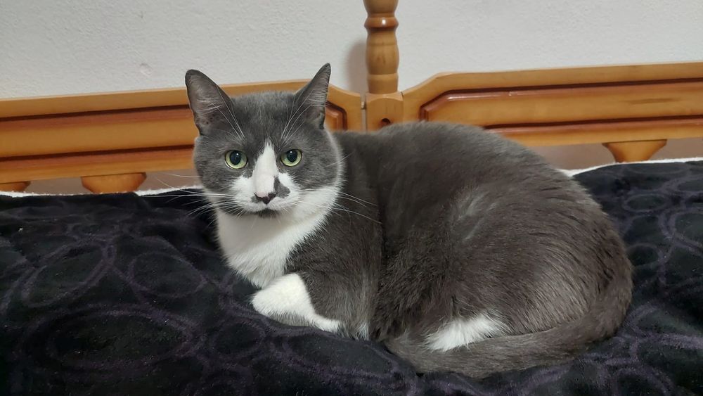 Donez pisica cuminte