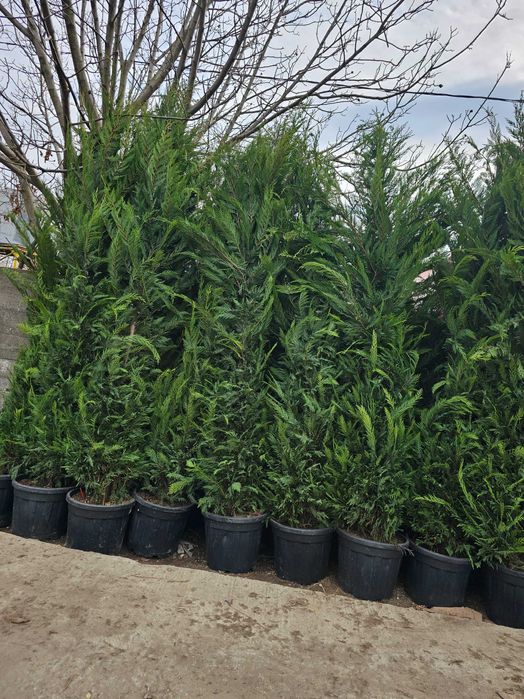 Lelandy laur englezesc tuia smarald arțar japonez magnolia mesteacăn