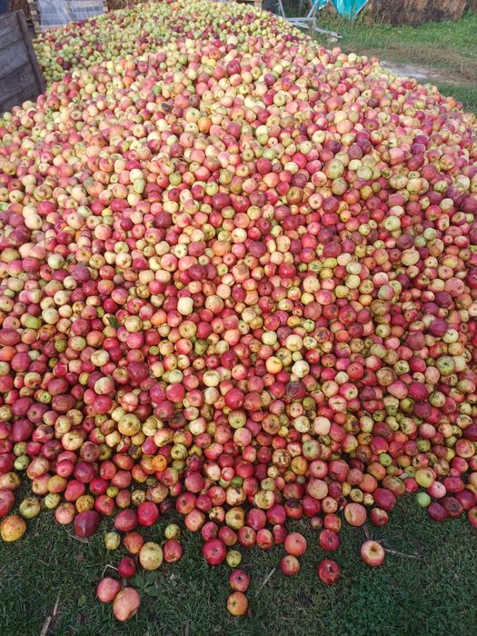 Mere pentru tuica si de consum