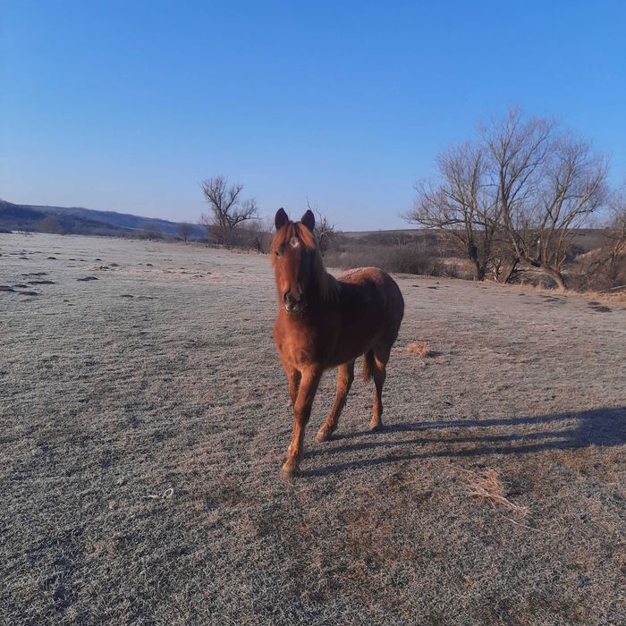 Vând două mânze surori una de 2 ani si cealata de 1 an