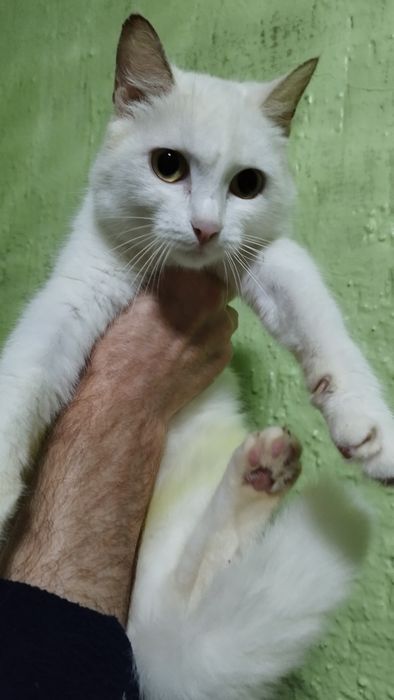 Отдам в добрые руки