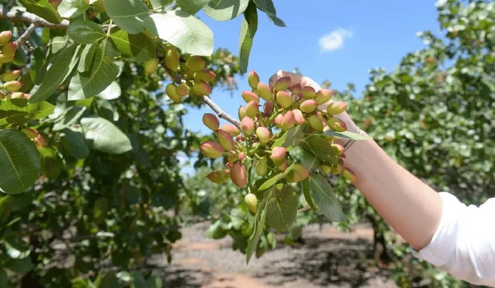 Pomi fructiferi exotici:  Fistic ( arborele de fistic )