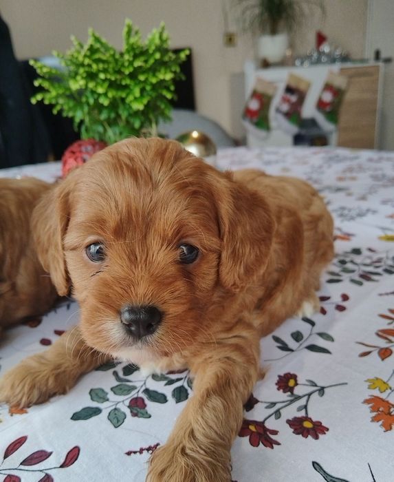 Кавапу/Мини пудел