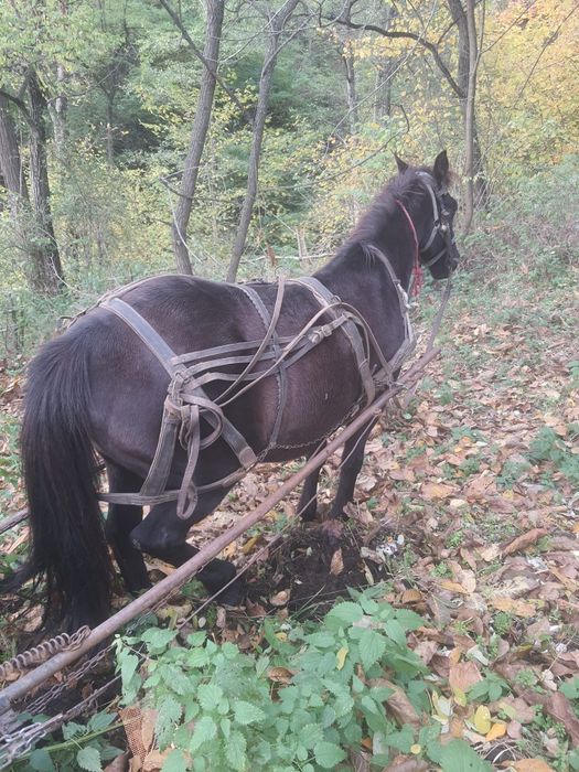 De vânzare cal castrat  și mânză