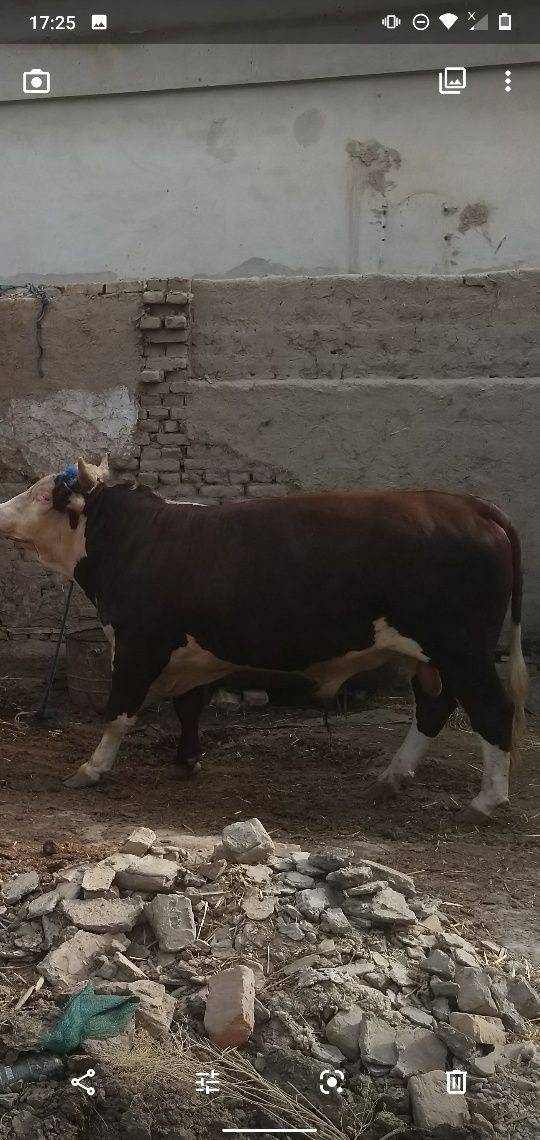 Zottor buqa ,xokiz