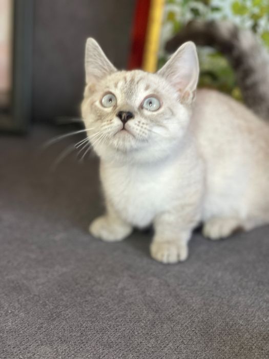 Motanel rasa Munchkin coloure point cu pedigree