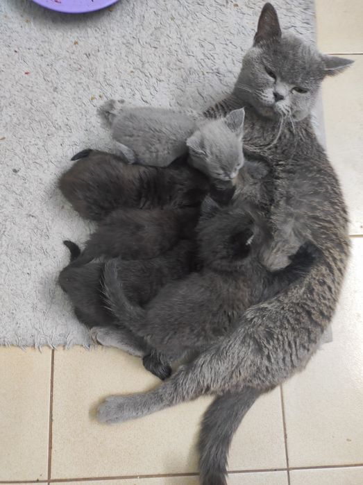 Отдам котят в добрые руки