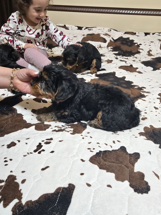 Чистокръвни Йорки – 2-месечни малки сладури!