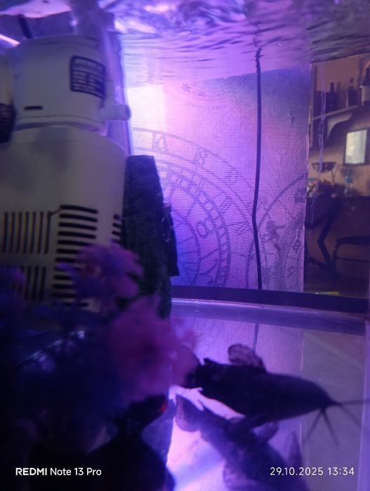 Отдам даром аквариумных сомиков