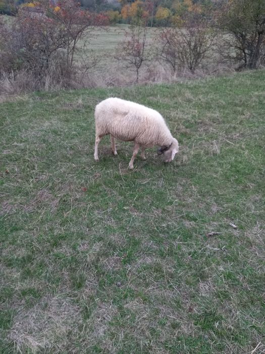 Продава се Земеделски имот в Антоново -  кв.м за 184 €/дка - Снимка #1