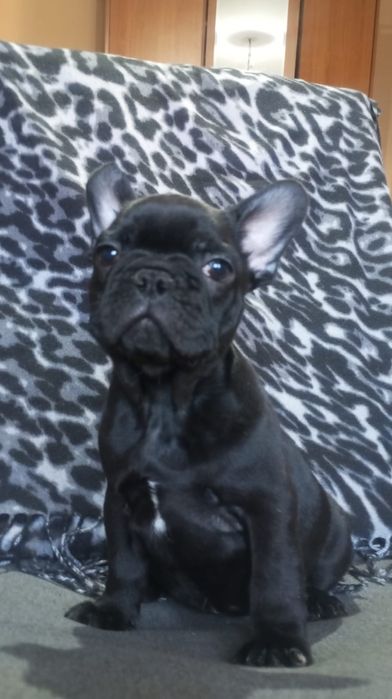 Mascul bulldog francez