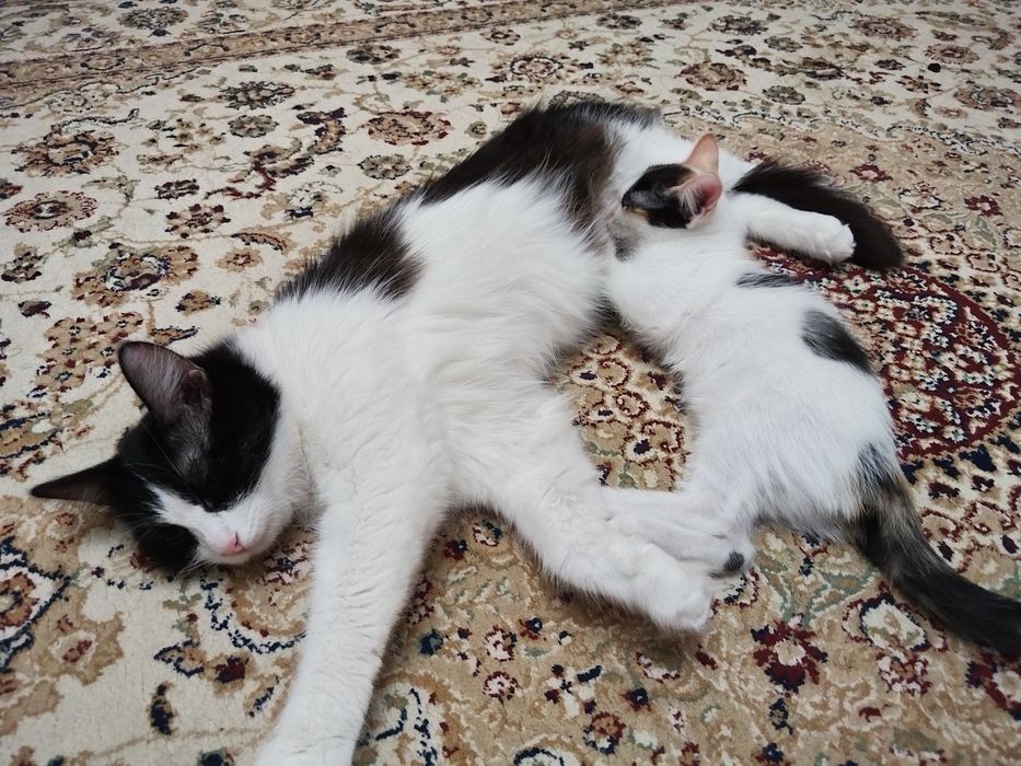Милый Белый маленький котенок