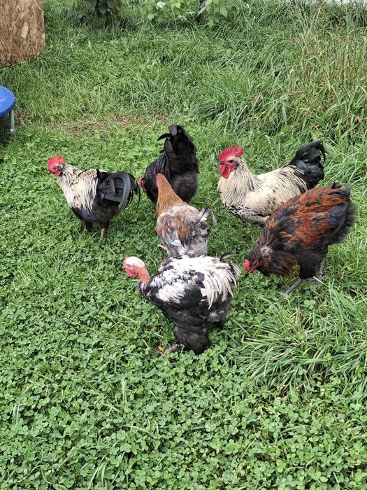 Cocosti tineri din 2025