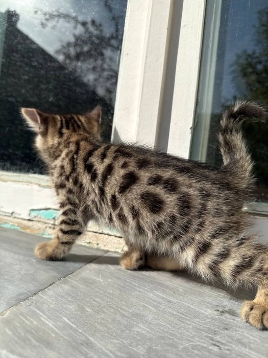 Котята родились 18 сентябрь  здоровый