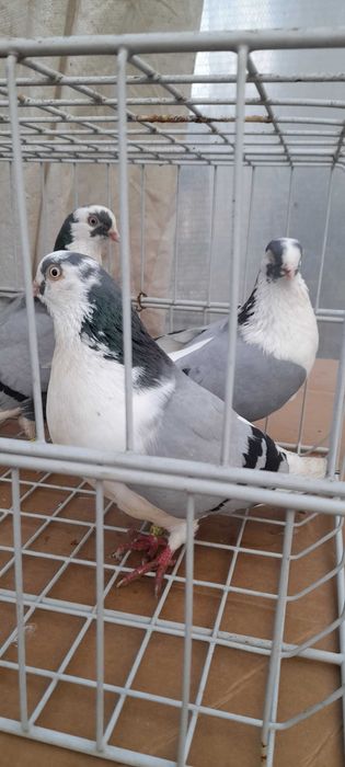 Porumbei jucatori de galati