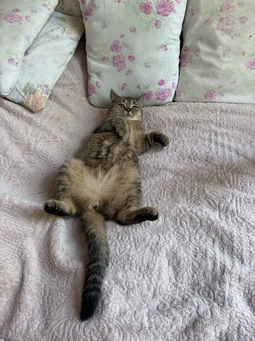 Котята скоттиш страйт скотиш страйд золотая шиншилла