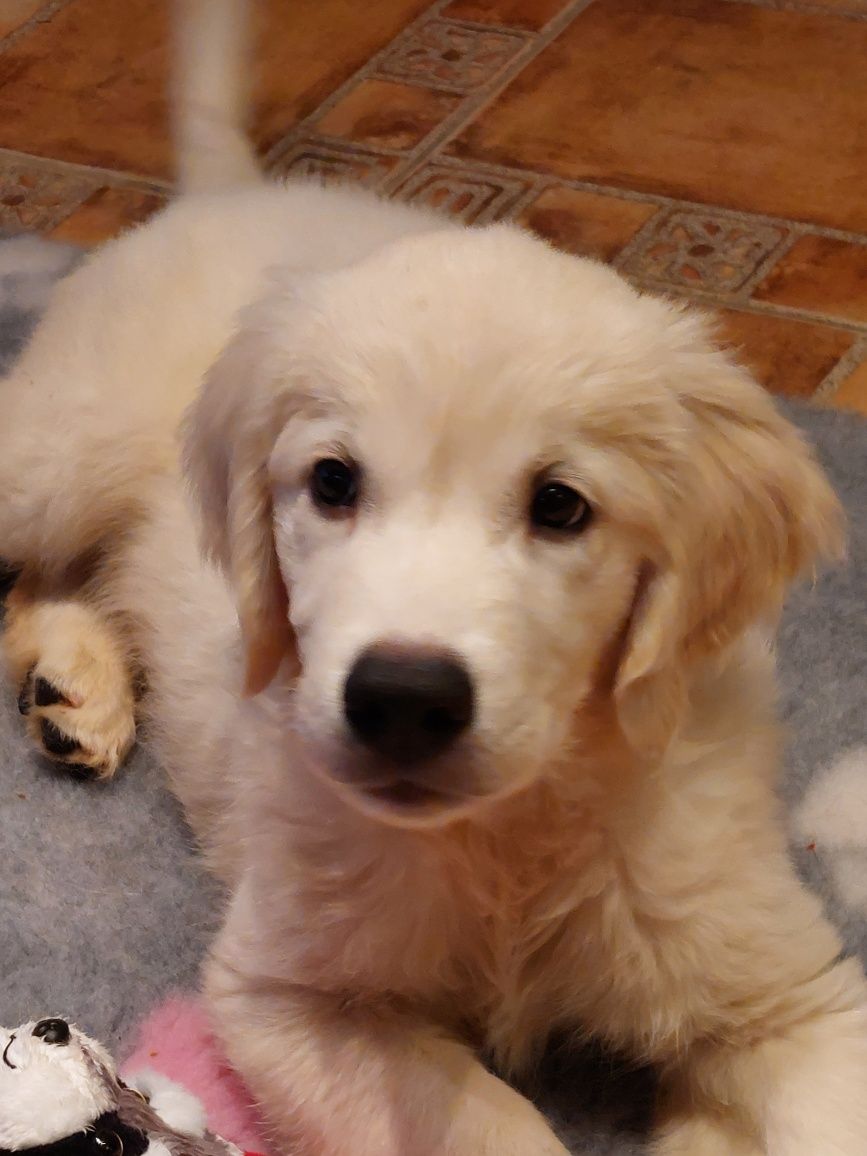 Vand catelus de golden retriever