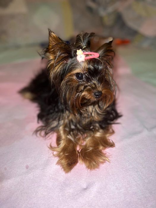 Кучк йорки на 3 године