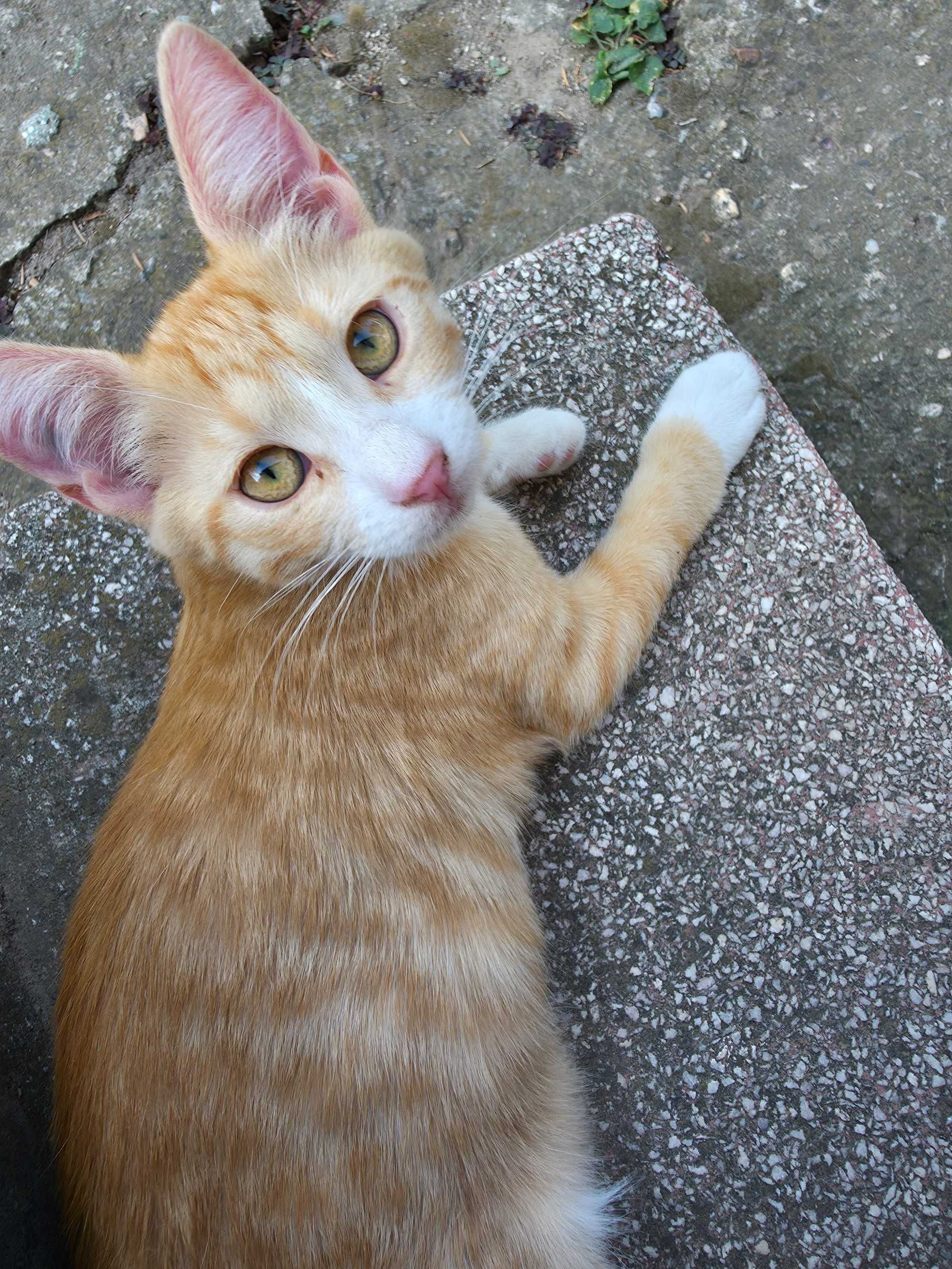 Котенца си търсят стопанин!