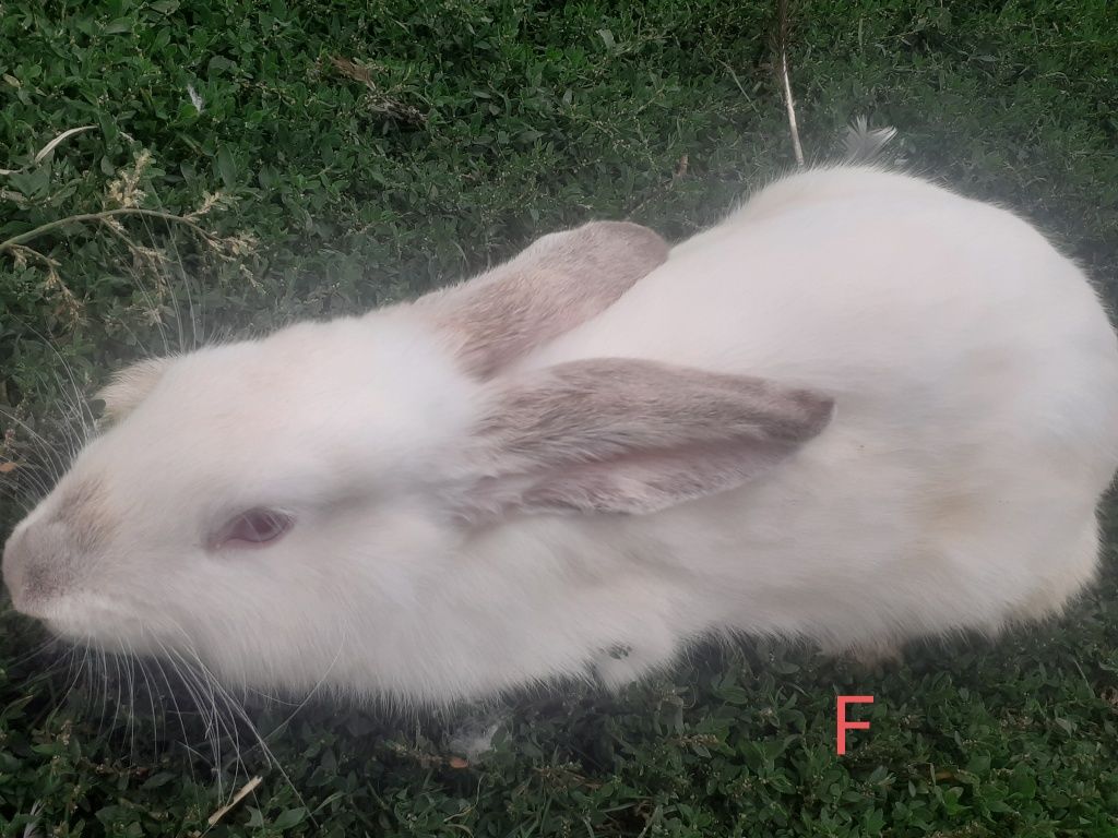 Vând iepuri, un mascul şi o femelă