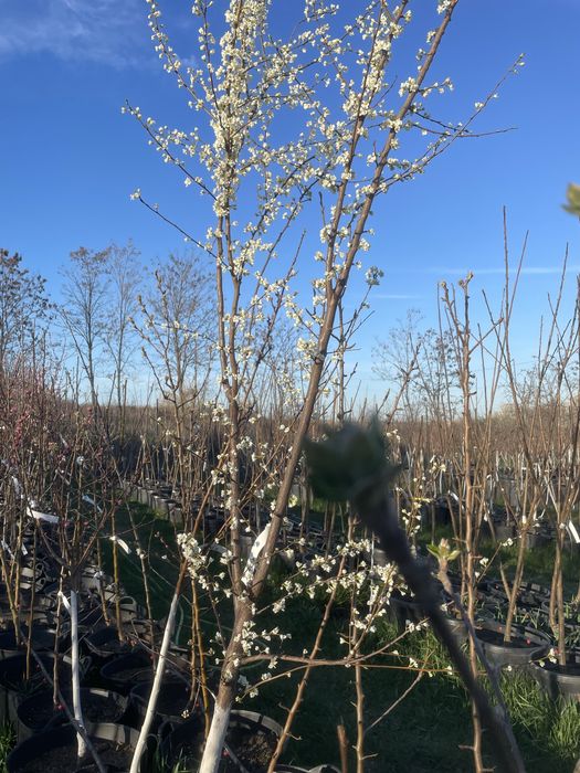 Pomi fructiferi pe rod