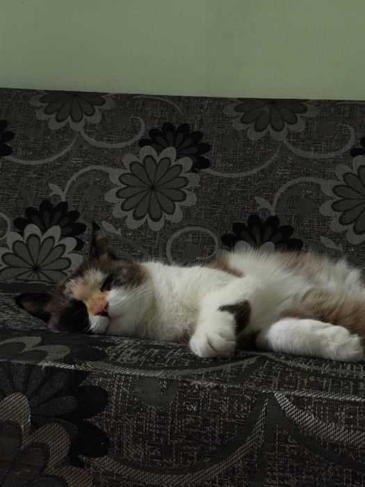 Отдам в хорошие добрые руки